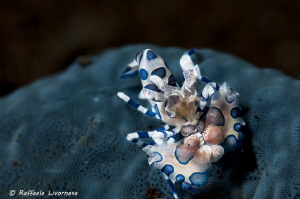 snooted Harlequin shrimp on blue seastar by Raffaele Livornese 